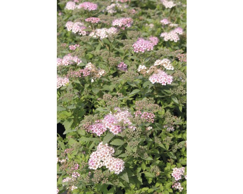 Rosa Zwergspiere FloraSelf Spiraea japonica 'Little Princess' H 80 cm Co 4 L