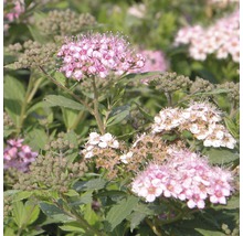 Blühende Spiraea Pflanze im Garten.