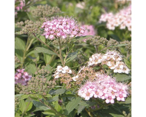 Blühende Spiraea Pflanze im Garten.
