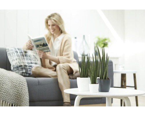 Wohnzimmer mit Frau auf Sofa und drei Bogenhanf Pflanzen auf Tisch