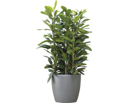 Lorbeerkirsche im Topf als Zimmerpflanze