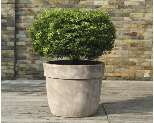 Kugelbaum in einem Pflanzgefäß