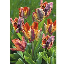 Mehrfarbige Tulpen im Gartenbeet