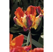 Nahaufnahme einer geflammten Papageien-Tulpe