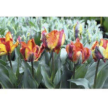 Feld mit mehrfarbigen Papageien-Tulpen