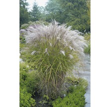 Chinaschilf 'Kleine Silberspinne' FloraSelf Miscanthus sinensis 'Kleine Silberspinne' H 10-100 cm Co 3 L