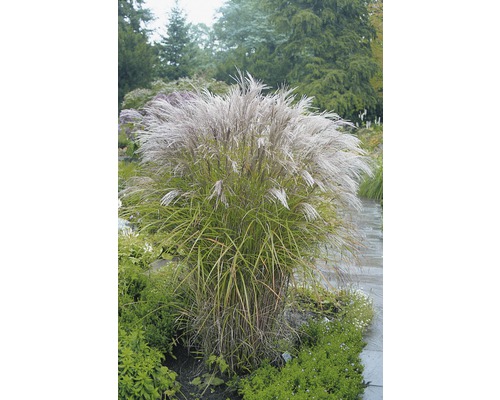 Chinaschilf 'Kleine Silberspinne' FloraSelf Miscanthus sinensis 'Kleine Silberspinne' H 20-100 cm Co 6 L