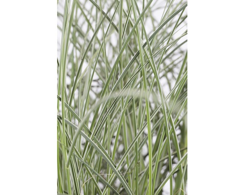 Detailaufnahme von Ziergras mit schmalen Blättern