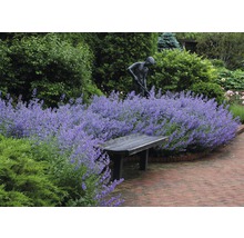 Gartenszene mit blühenden Pflanzen, Statue und Holzbank