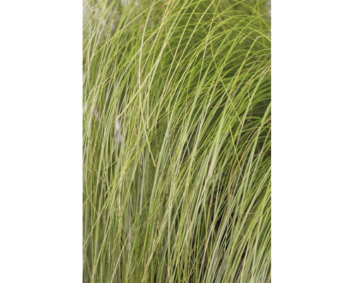 Detailaufnahme von Ziergras