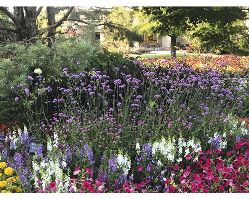 Blumenbeet mit verschiedenen blühenden Pflanzen im Freien