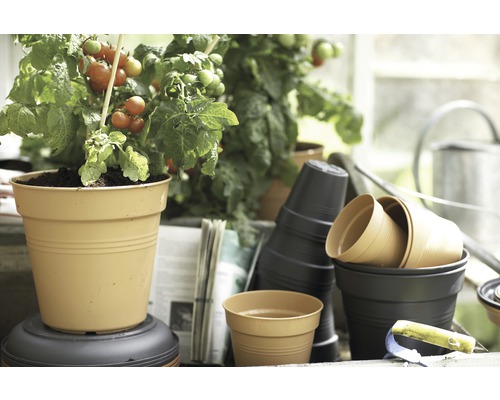 Tomatenpflanze im Topf mit Gartenzubehör