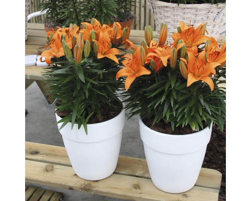 Zwei orangefarbene Lilien in weißen Töpfen auf einem Holztisch.