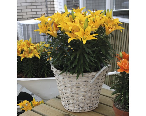Gelbe Lilien in einem geflochtenen Korb als Gartendekoration
