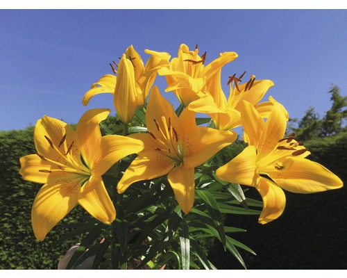 Gelbe Lilienblüten mit grünen Blättern vor blauem Himmel