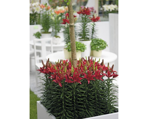 Roter Lilienblütenstand in einem Pflanzgefäß mit kleinem Baum