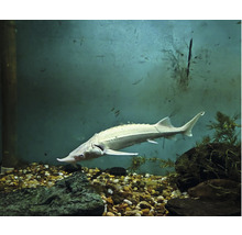 Albino Stör in Aquarium mit Steinen und Pflanzen