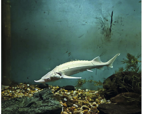 Albino Stör in Aquarium mit Steinen und Pflanzen