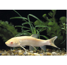 Albino-Saugbarbe im Aquarium