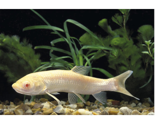 Albino-Saugbarbe im Aquarium