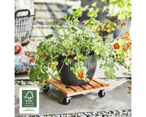 Blumentopf mit Pflanze auf Pflanzenroller mit Rollen und FSC Zeichen