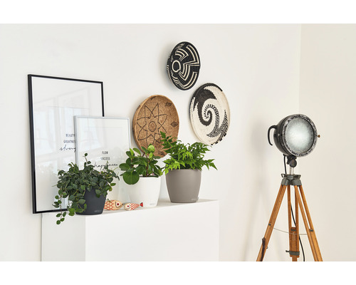 Dekorative Inneneinrichtung mit Pflanzen in Töpfen, Wandkörben, Postern und Stehlampe auf Stativ.