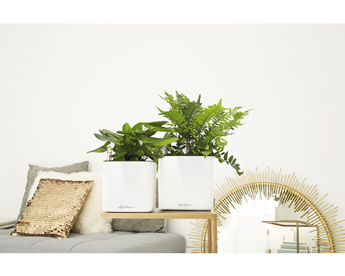 Zwei Pflanzen in weißen Blumentöpfen auf einem Regal