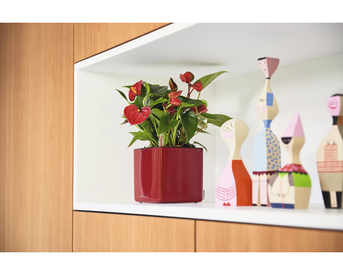 Anthurie in einem roten quadratischen Pflanzgefäß auf einem Regal neben dekorativen Holzfiguren