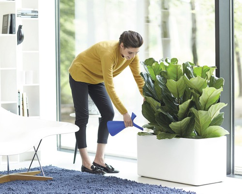 Frau gießt Zimmerpflanze in einem weißen Pflanzgefäß mit einer Gießkanne.