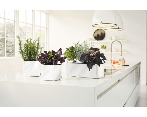 Küchenszene mit Kräutern und Pflanzen in weißen Pflanzgefäßen auf einer Küchentheke
