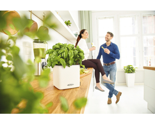 Helles Küchendekor mit Basilikum im Topf und entspanntem Paar