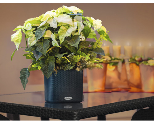 Weihnachtsstern in einem schwarzen Pflanzgefäß auf einem Tisch