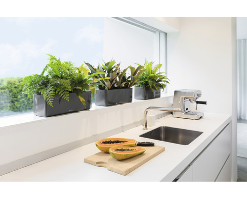 Dekorative Bepflanzung in Pflanzgefäßen auf einem Fensterbrett in einer modernen Küche.