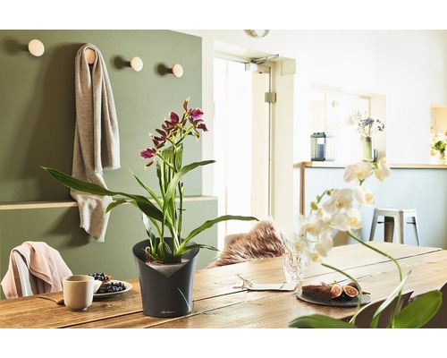 Esstischdekoration mit Topfpflanze und Geschirr in heller, freundlicher Atmosphäre.