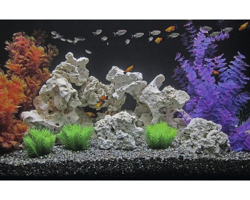 Dekoratives Aquarium mit Steinen, Pflanzen und Fischen