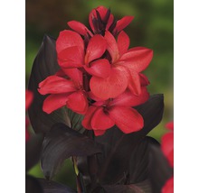 Blumenrohr FloraSelf Canna indica H 20-50 cm Co 3 L rot