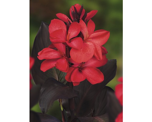 Blumenrohr FloraSelf Canna indica H 20-50 cm Co 3 L rot