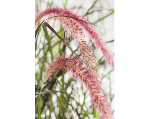 Rotes Lampenputzergras FloraSelf Pennisetum x advena 'Rubrum' H 20-80 cm Co 5 L Ziergras mit dekorativen Blütenständen