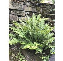 Farn vor einer Steinmauer im Garten