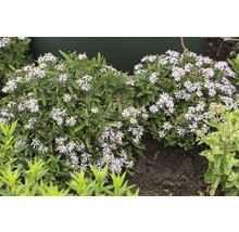 Aster-Busch mit kleinen, weißen Blüten im Garten.