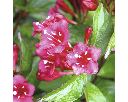 Nahaufnahme von Weigelienblüten mit Blättern