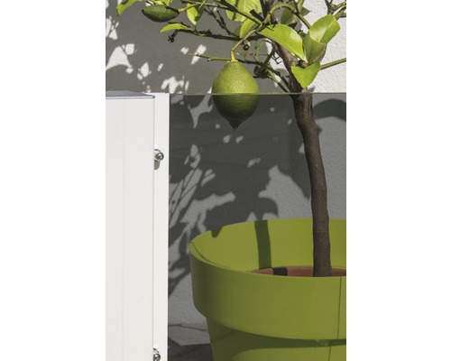 Zitronenbaum im Topf