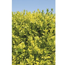 Im Bild ist eine Hecke mit gelbgrünen Blättern vor blauem Himmel zu sehen.