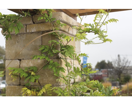 Eine Mauer aus Betonsteinen mit Kletterpflanzen im Garten.