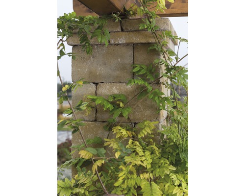 Säule aus Betonsteinen mit Kletterpflanzen