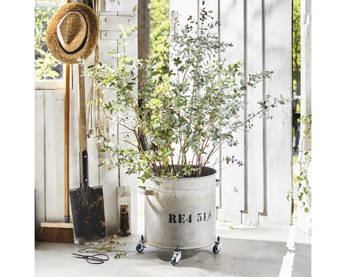Eukalyptuspflanze in einem Pflanzgefäß auf Rollen mit Gartengeräten vor einer Holzwand