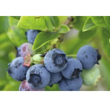 Nahaufnahme von Blaubeeren am Strauch