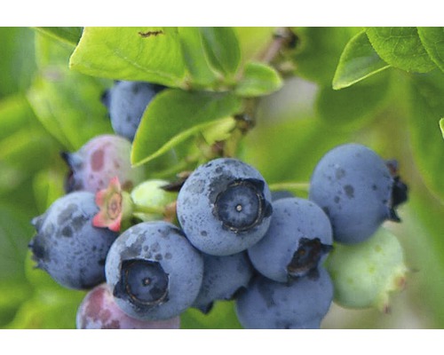 Nahaufnahme von Blaubeeren am Strauch