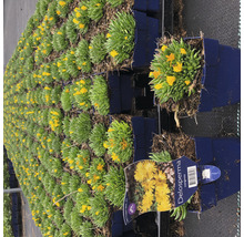 Mittagsblume FloraSelf Delosperma congesta 'Golden Nugget' H 5-10 cm Co 0,5 L