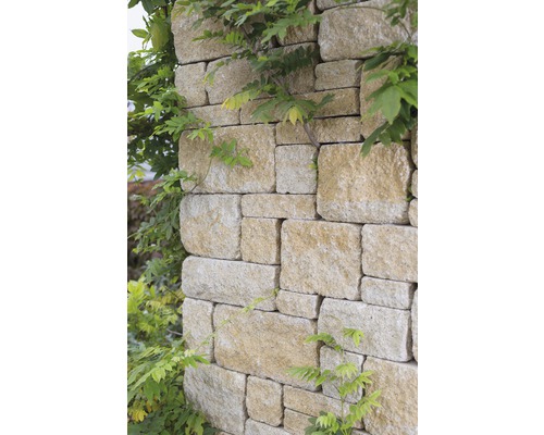 Steinmauer mit Kletterpflanzen im Garten